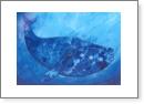Southern Right Whale