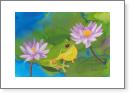 Frog on a Lilypad