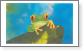 Tree Frog (Red-eyed) gift tag