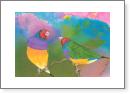 Gouldian Finches
