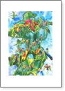 Rainbow Lorikeets